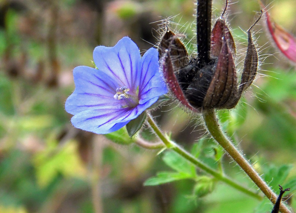 Изображение особи Geranium bohemicum.