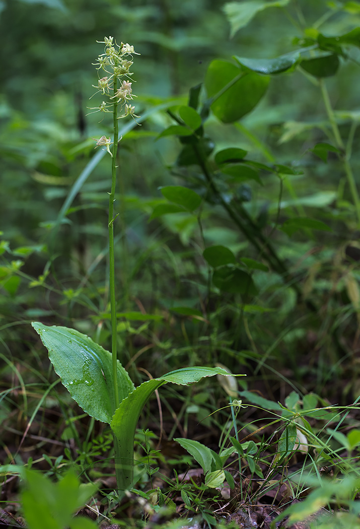 Изображение особи Liparis japonica.