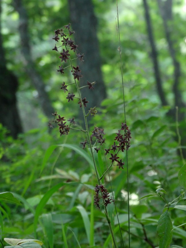 Изображение особи Veratrum maackii.