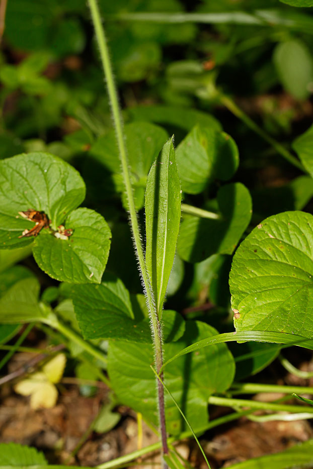 Изображение особи Pilosella caespitosa.