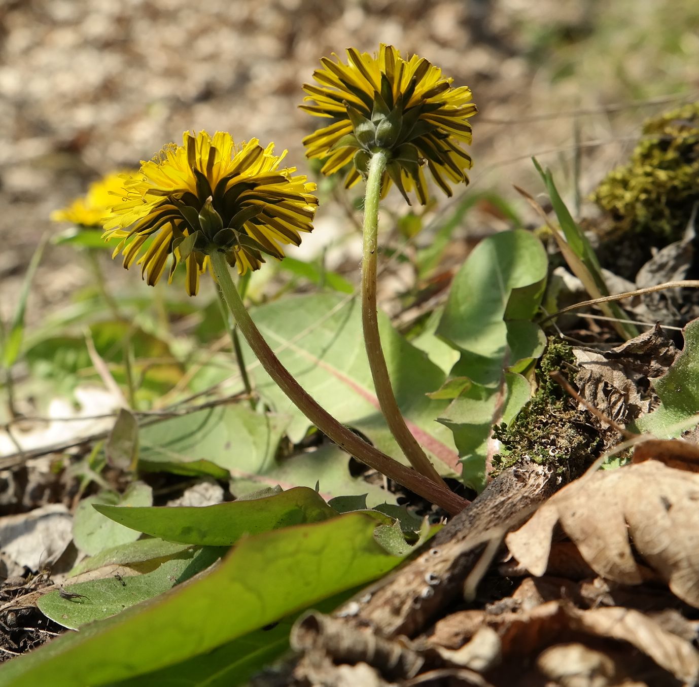 Image of Taraxacum thracicum specimen.
