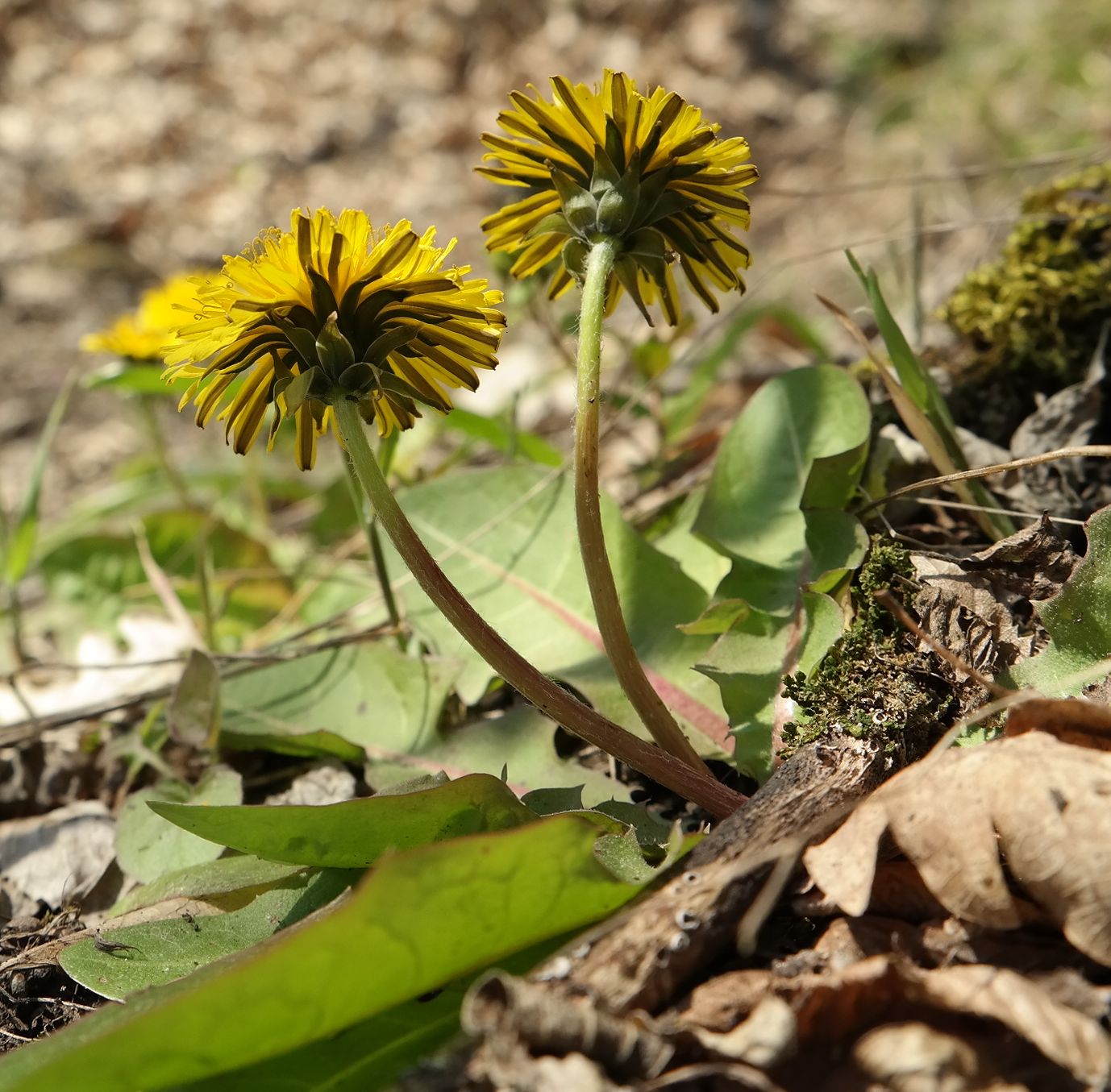 Изображение особи Taraxacum thracicum.