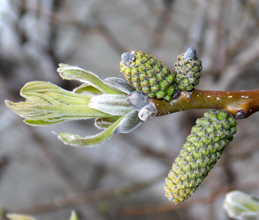 Изображение особи Juglans regia.