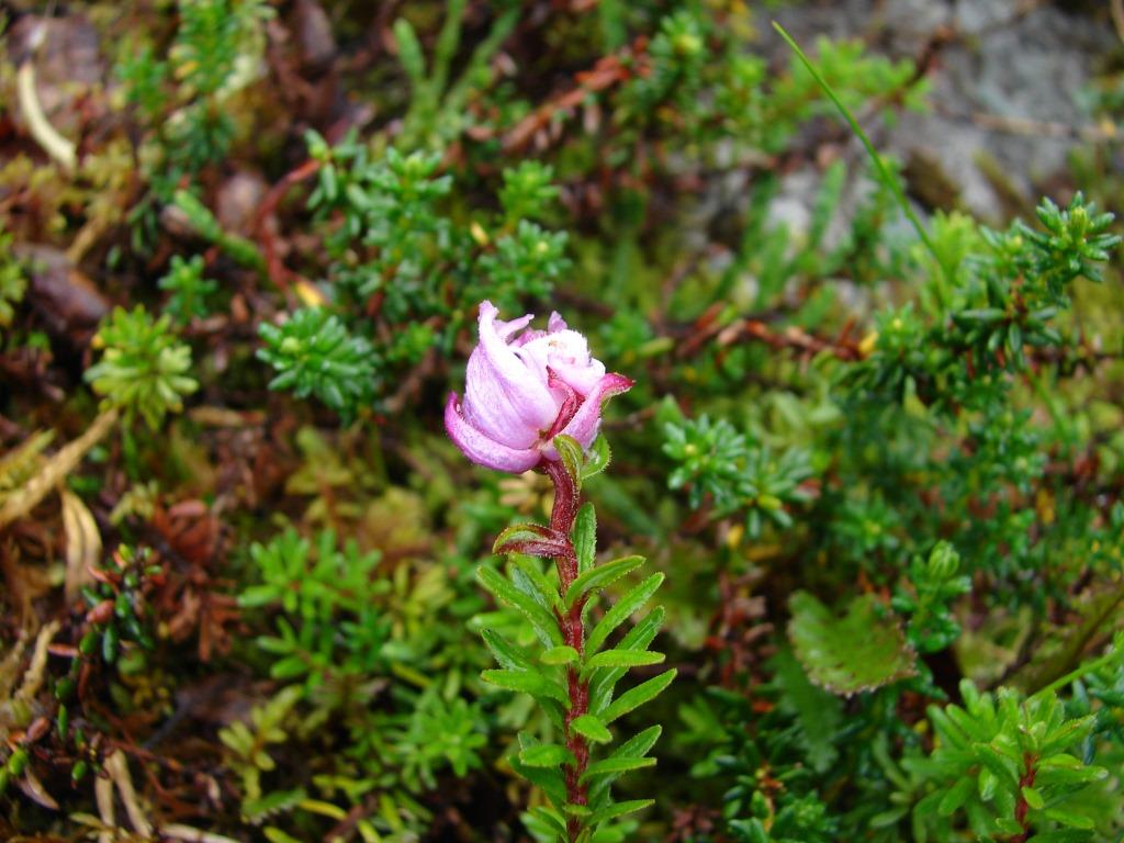 Изображение особи Phyllodoce caerulea.