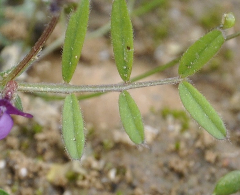 Изображение особи Vicia lathyroides.