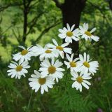 Pyrethrum corymbosum