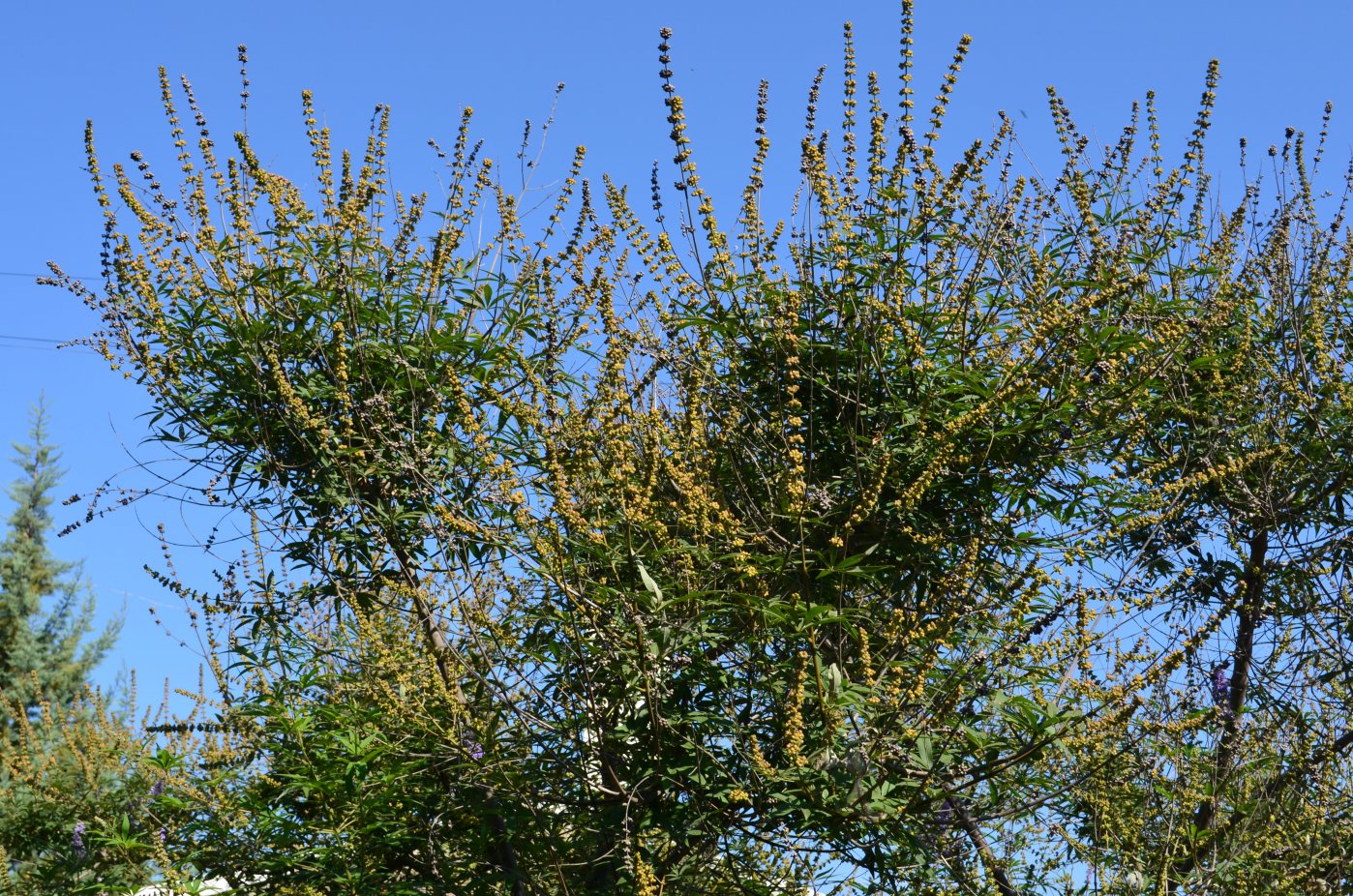 Изображение особи Vitex agnus-castus.