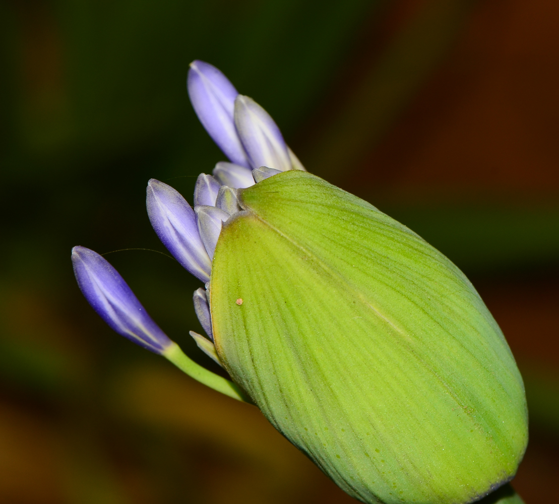 Изображение особи Agapanthus africanus.