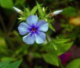 Phlox drummondii. Цветок и бутоны. Московская обл., Раменский р-н, окр. дер. Хрипань, садовый участок. 25.09.2016.
