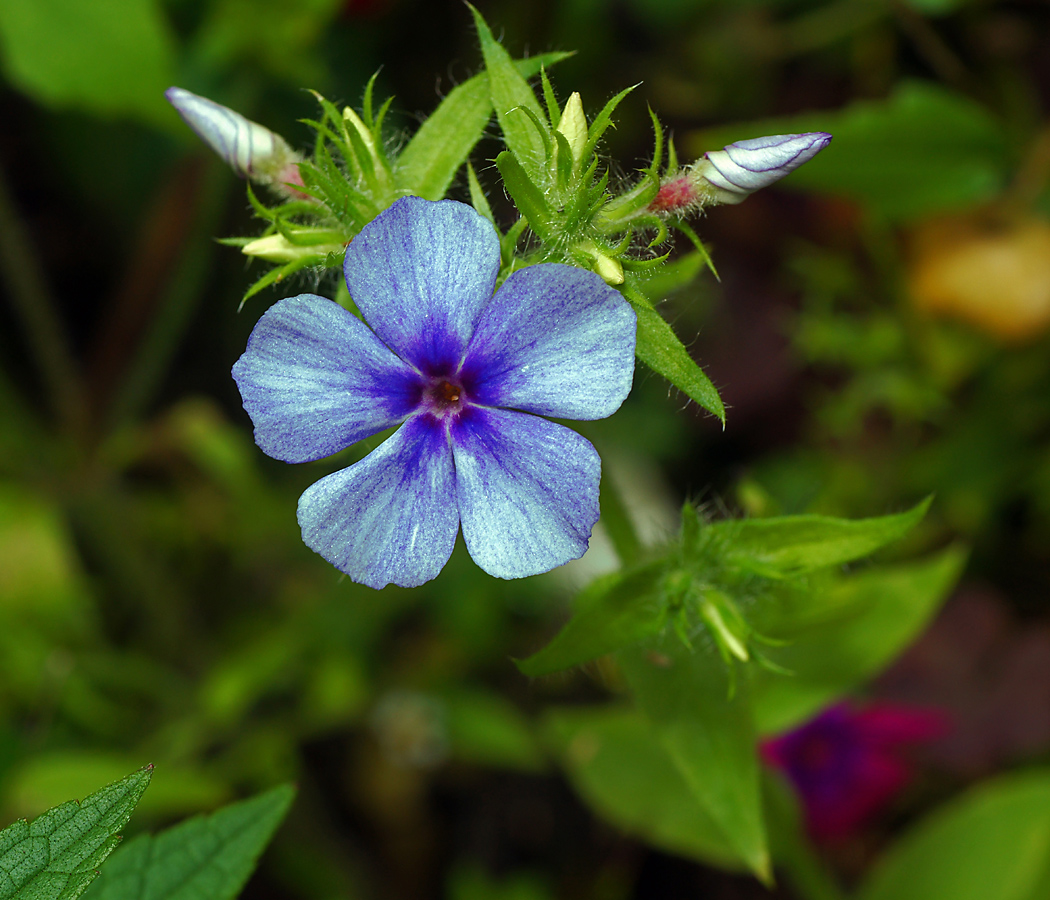 Изображение особи Phlox drummondii.