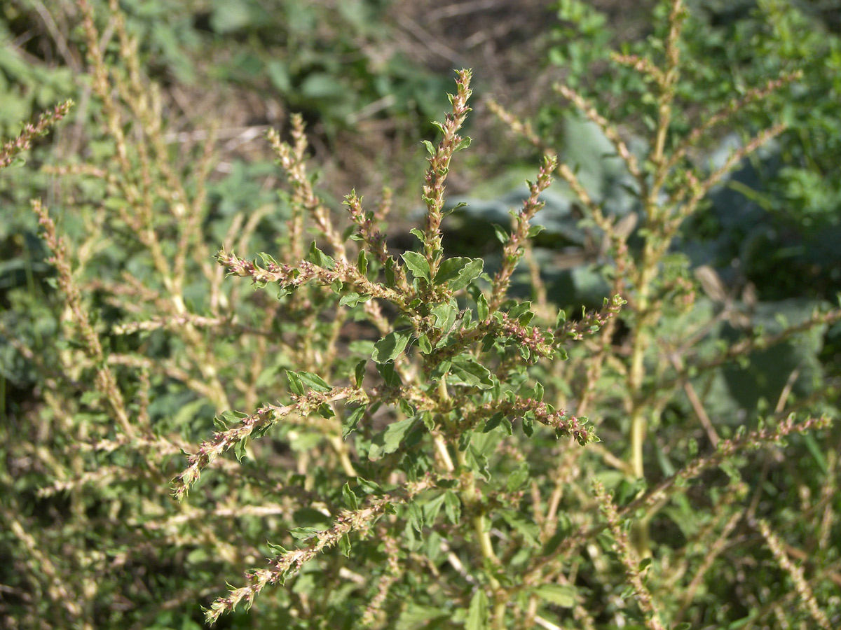 Изображение особи Amaranthus albus.