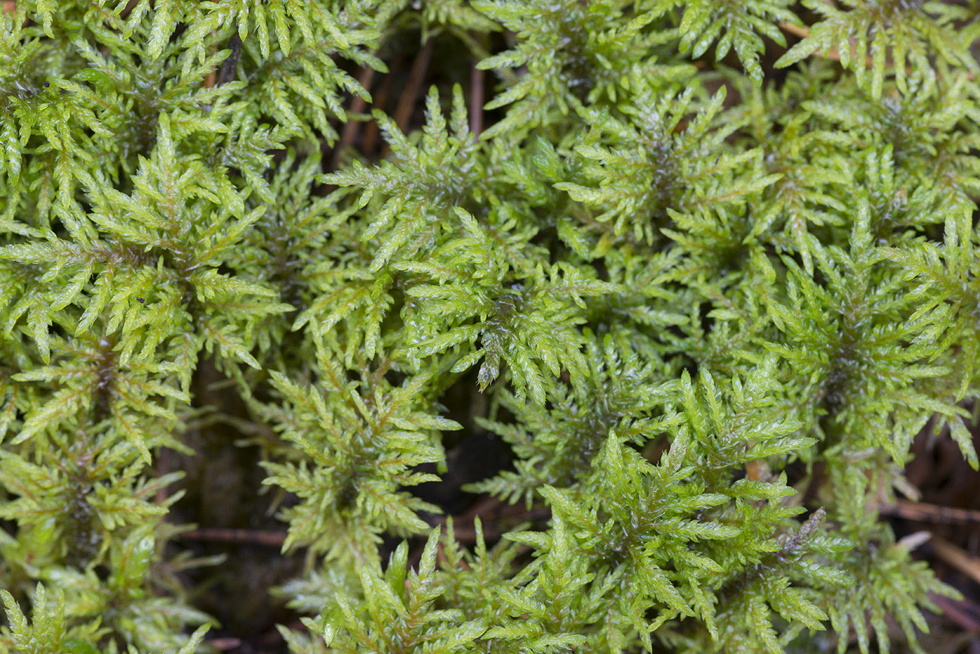 Изображение особи Hylocomium splendens.