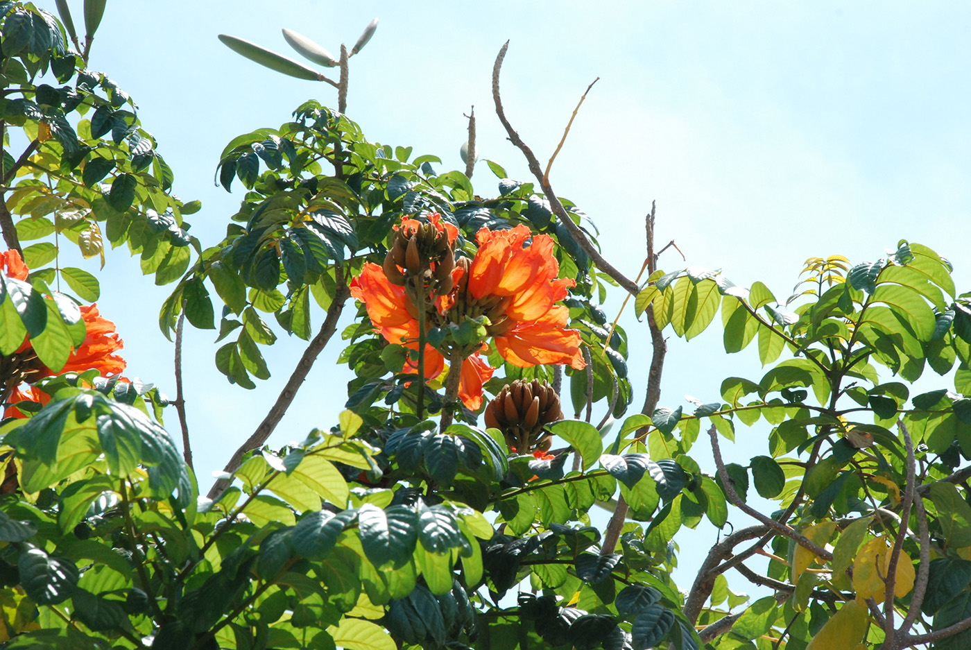 Image of Spathodea campanulata specimen.