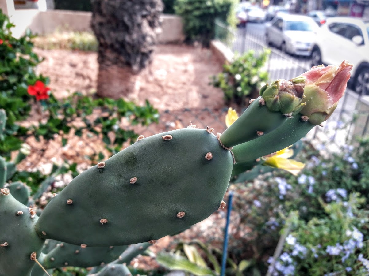 Image of genus Opuntia specimen.