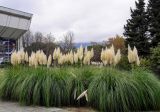 Cortaderia selloana. Цветущие растения. Крым, пос. Партенит, в культуре. 15.10.2016.