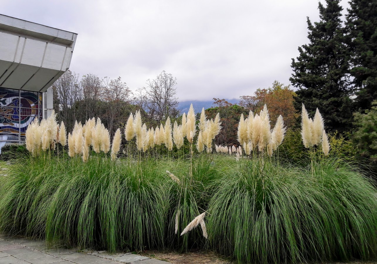 Изображение особи Cortaderia selloana.