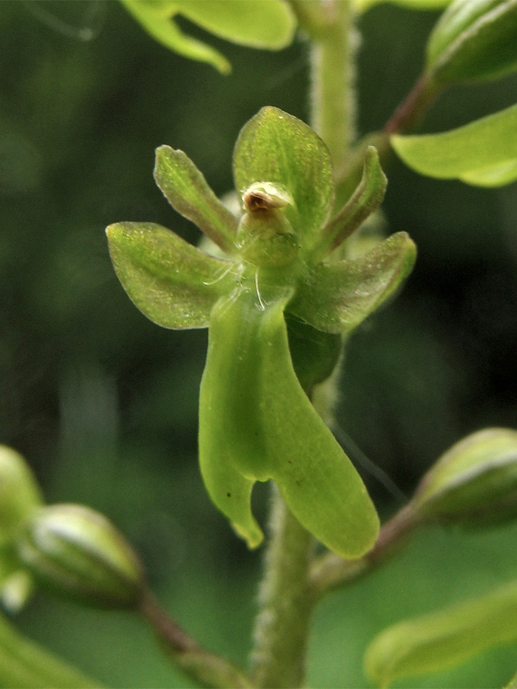 Изображение особи Listera ovata.