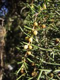 Juniperus oxycedrus