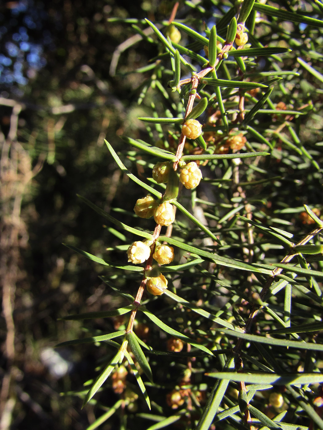 Изображение особи Juniperus oxycedrus.