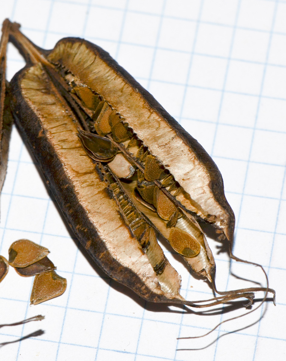 Image of Aristolochia littoralis specimen.