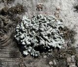 genus Physcia