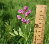 Lathyrus pisiformis. Соцветие (вид спереди). Восточный Казахстан, Кокпектинский р-н, 25 км в горы от с. Пантелеймоновка, 1000 м н.у.м., недалеко от ручья, склон сопки. 15.06.2016.