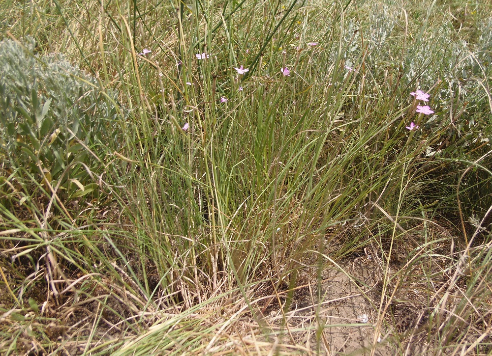 Image of Dianthus carbonatus specimen.