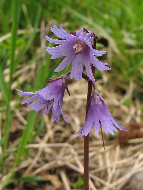 Image of Soldanella montana specimen.