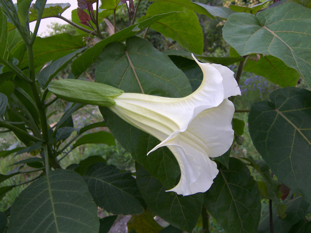 Изображение особи Brugmansia suaveolens.