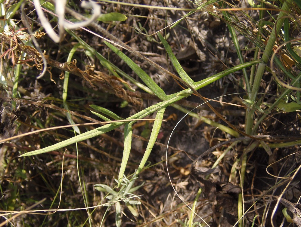 Image of genus Jurinea specimen.