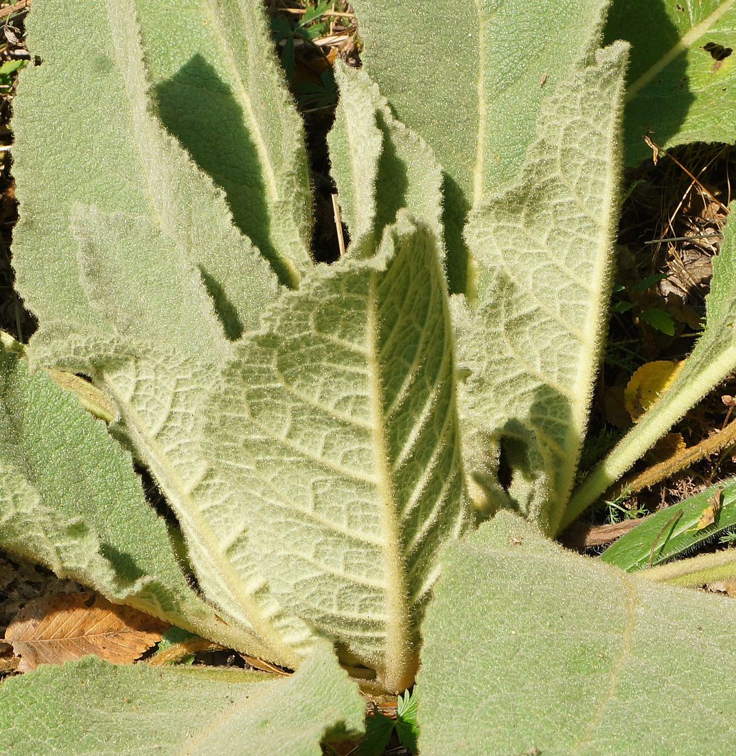 Image of Verbascum phlomoides specimen.