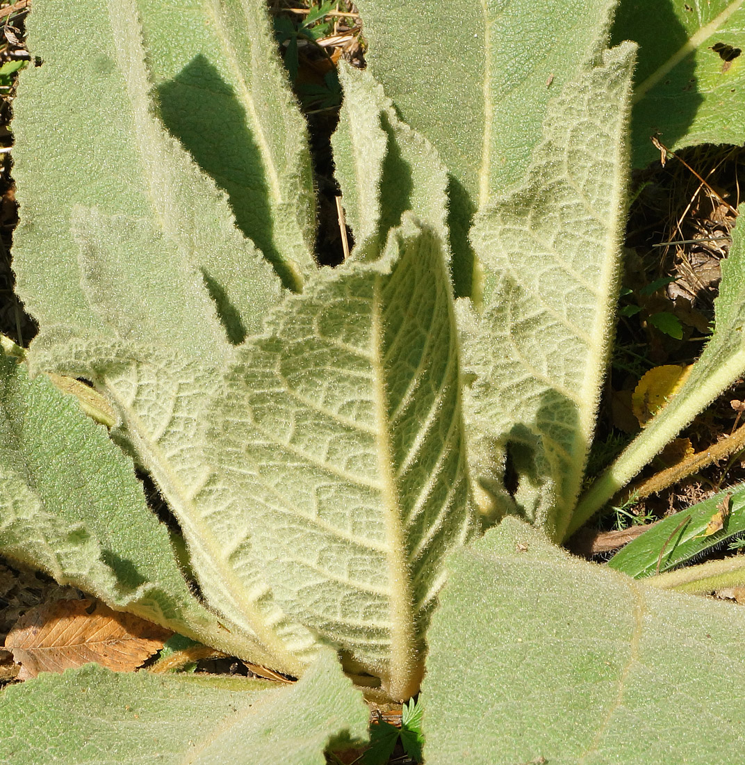 Изображение особи Verbascum phlomoides.