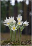 Pulsatilla patens