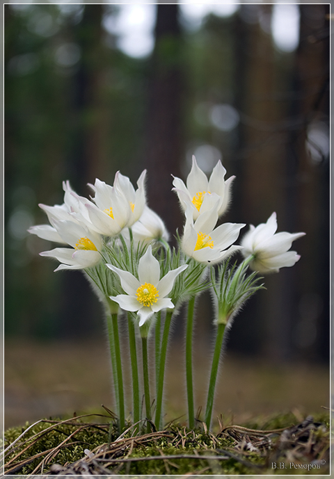 Изображение особи Pulsatilla patens.