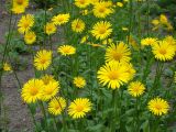 genus Doronicum. Верхушки цветущих растений. Пенза, Ботанический сад ПГУ, в культуре. 11 мая 2016 г.