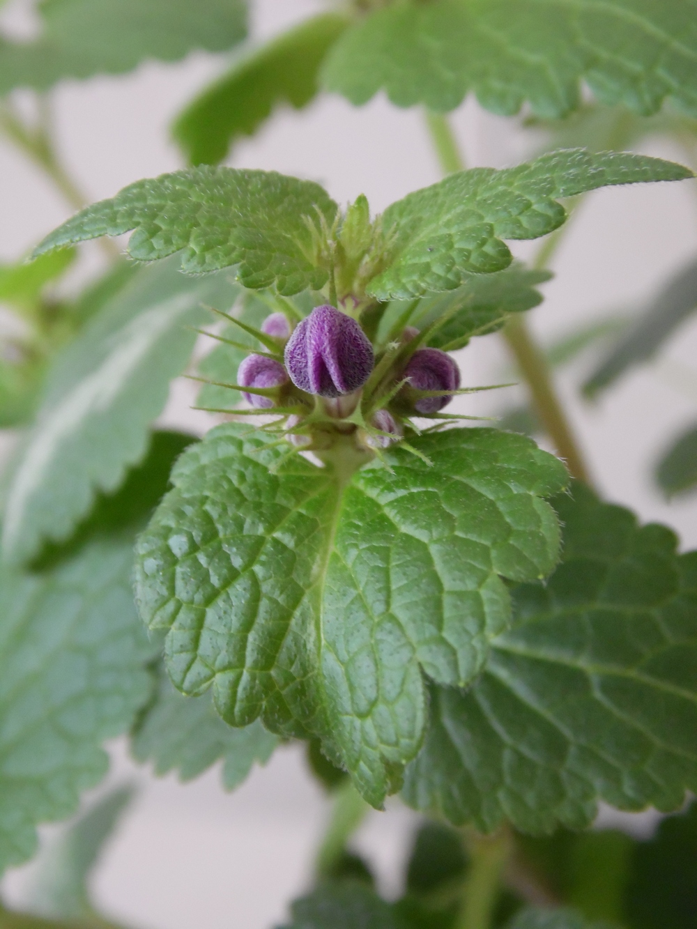 Изображение особи Lamium maculatum.