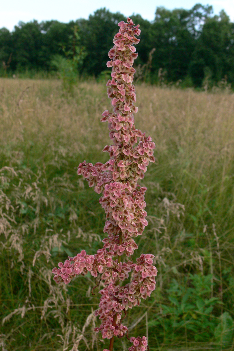 Image of Rumex crispus specimen.