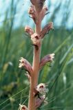 genus Orobanche