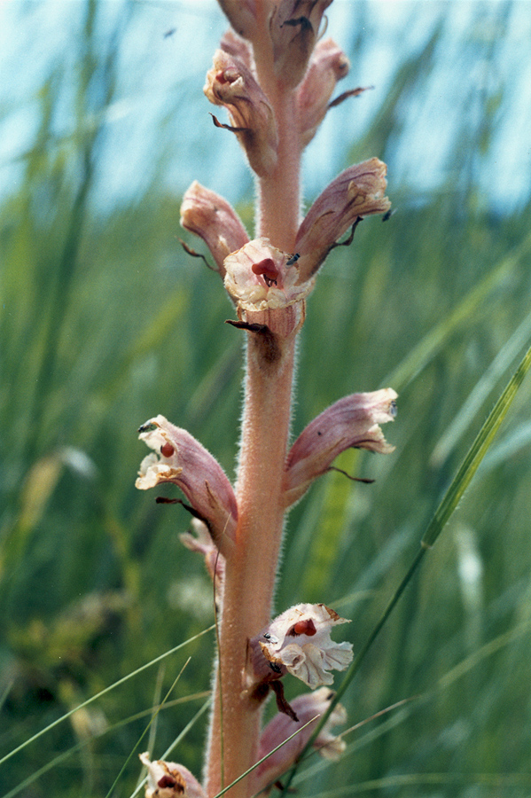 Image of genus Orobanche specimen.