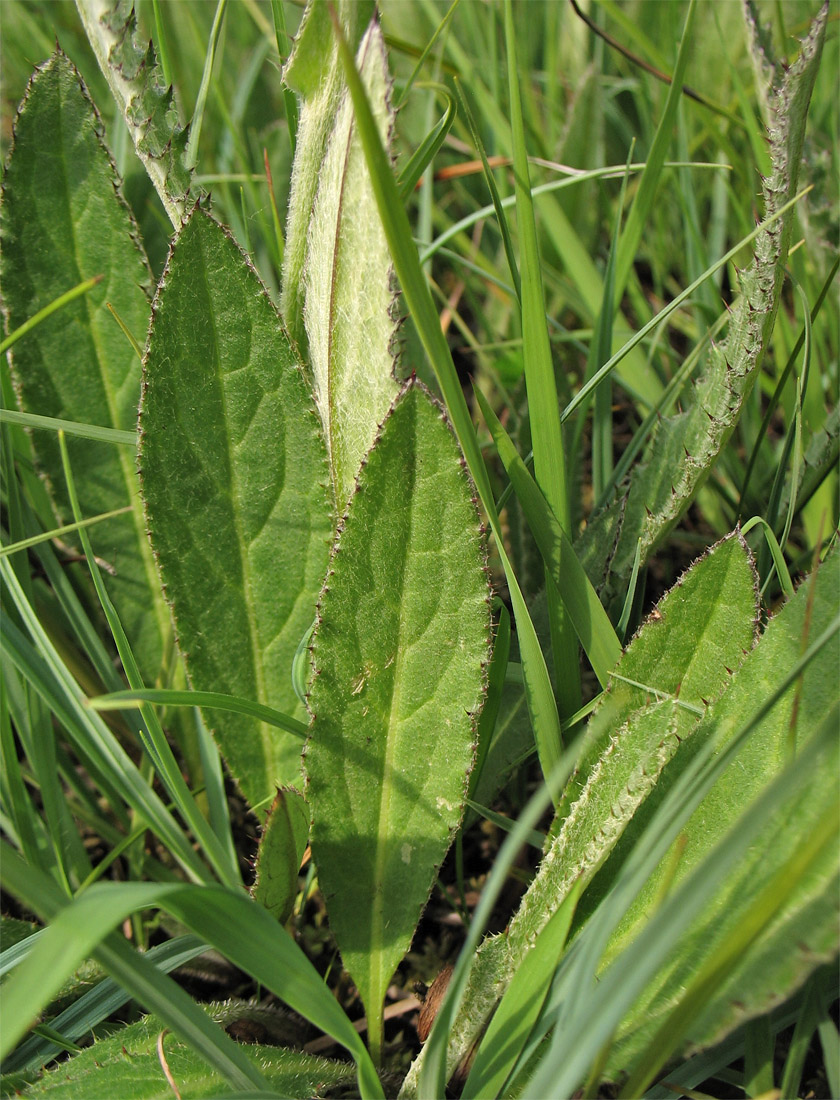 Изображение особи Cirsium dissectum.