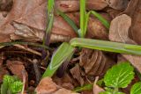 Carex pilosa