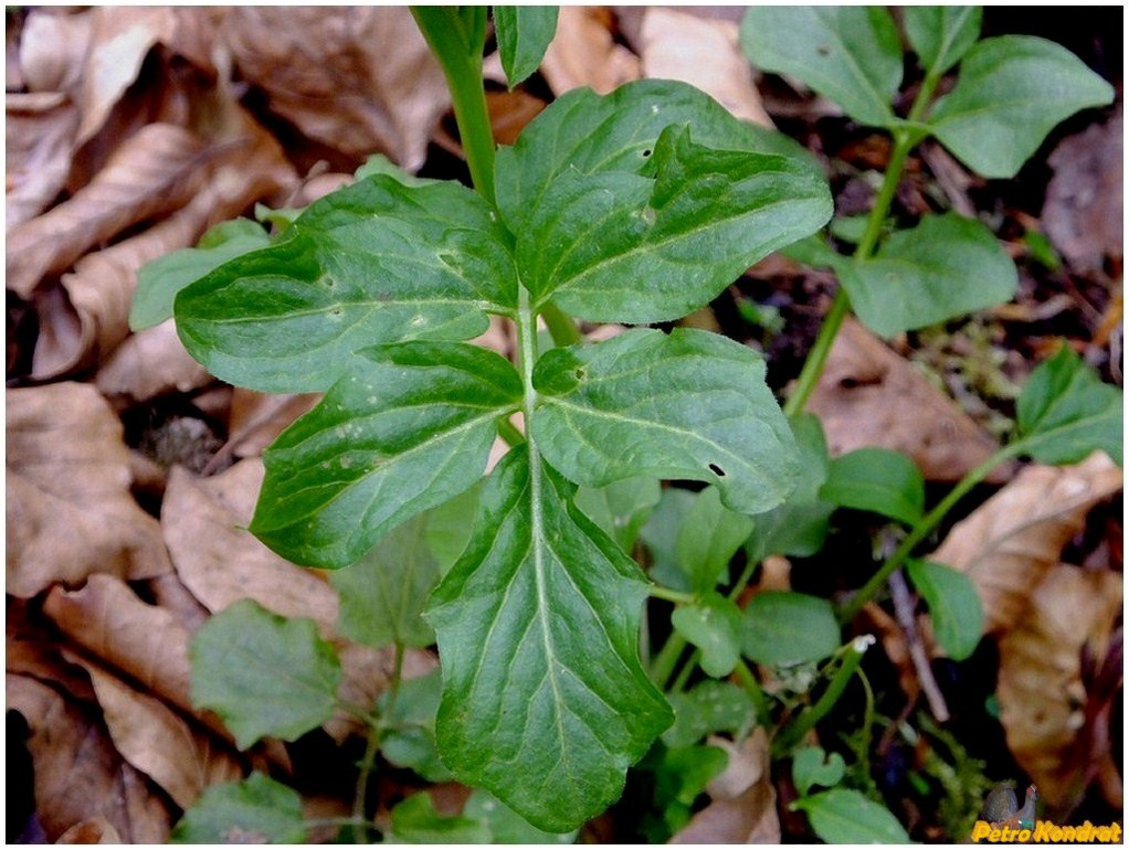 Image of Cardamine amara specimen.