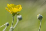 Ranunculus illyricus. Верхушки побегов с раскрывшимся цветком и бутоном. Ростовская обл., Аксайский р-н, окр. хут. Александровка, степной склон. 06.05.2017.