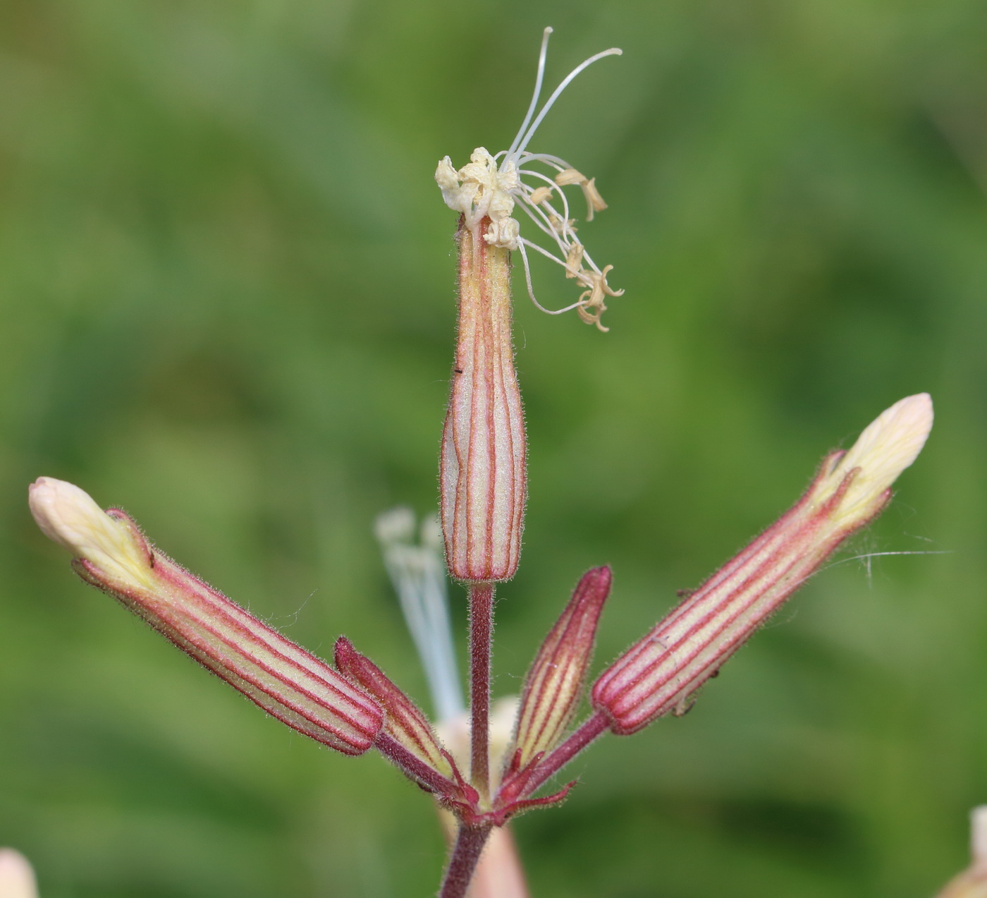 Изображение особи Silene viscosa.