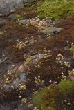 Micranthes stellaris. Цветущие растения в типичном местообитании - на сыром замшелом склоне. Окрестности Мурманска, северный склон Лисьей сопки. Конец августа 2008 г.