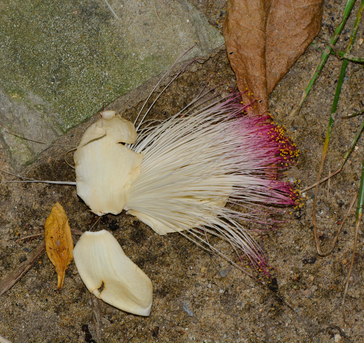 Image of Barringtonia asiatica specimen.