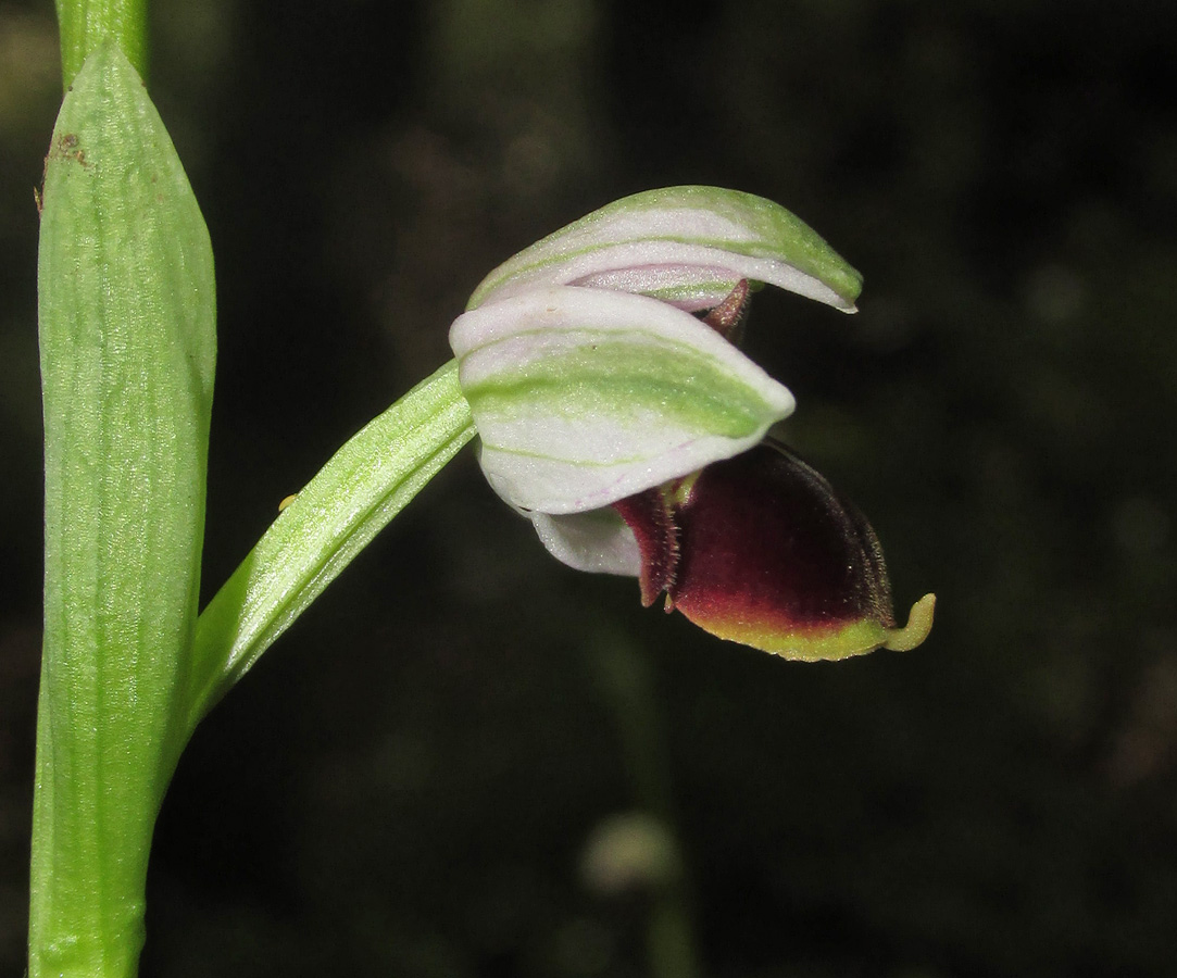 Image of Ophrys oestrifera specimen.