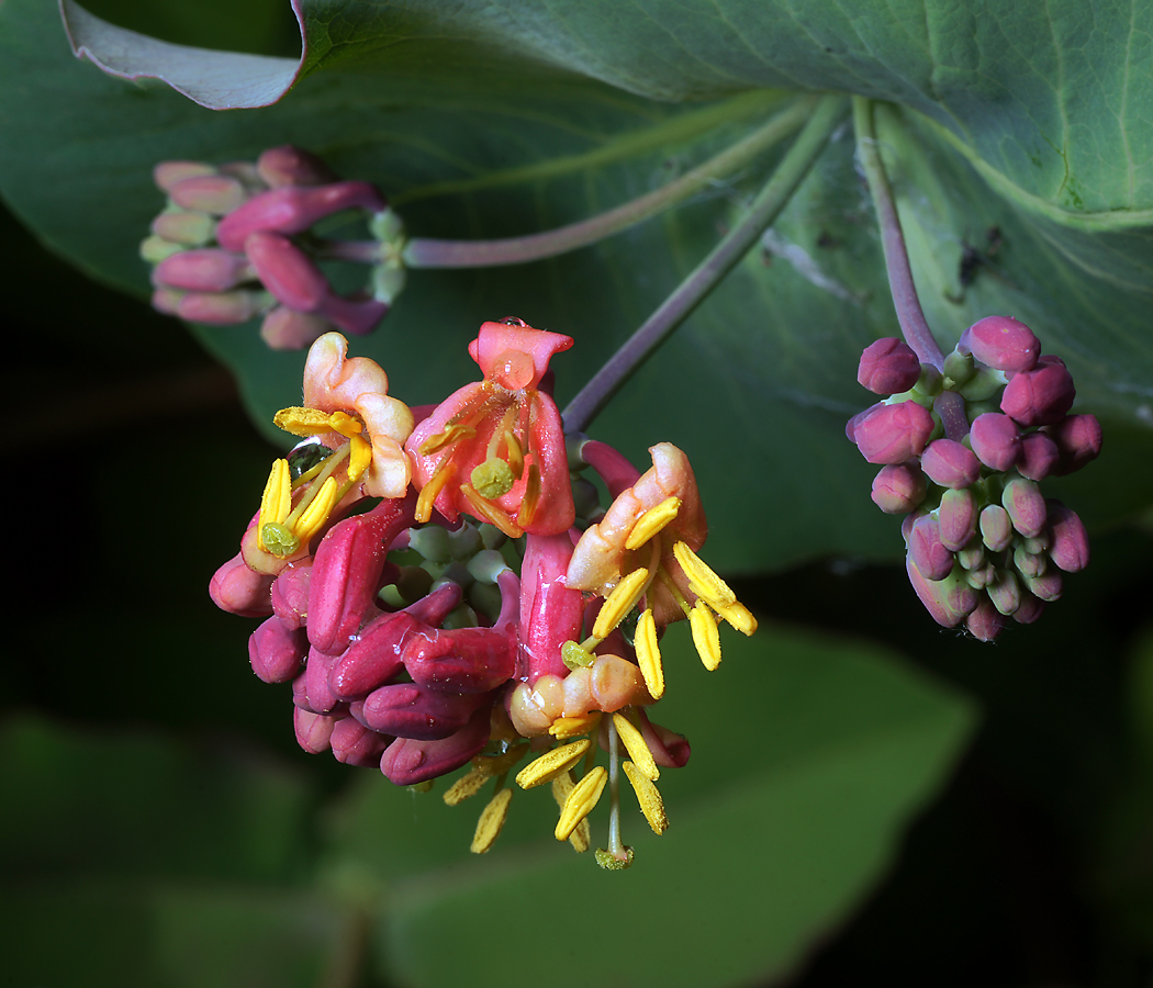 Изображение особи Lonicera dioica.