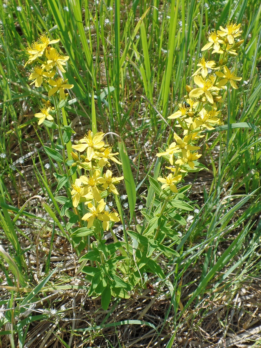 Image of Hypericum hirsutum specimen.