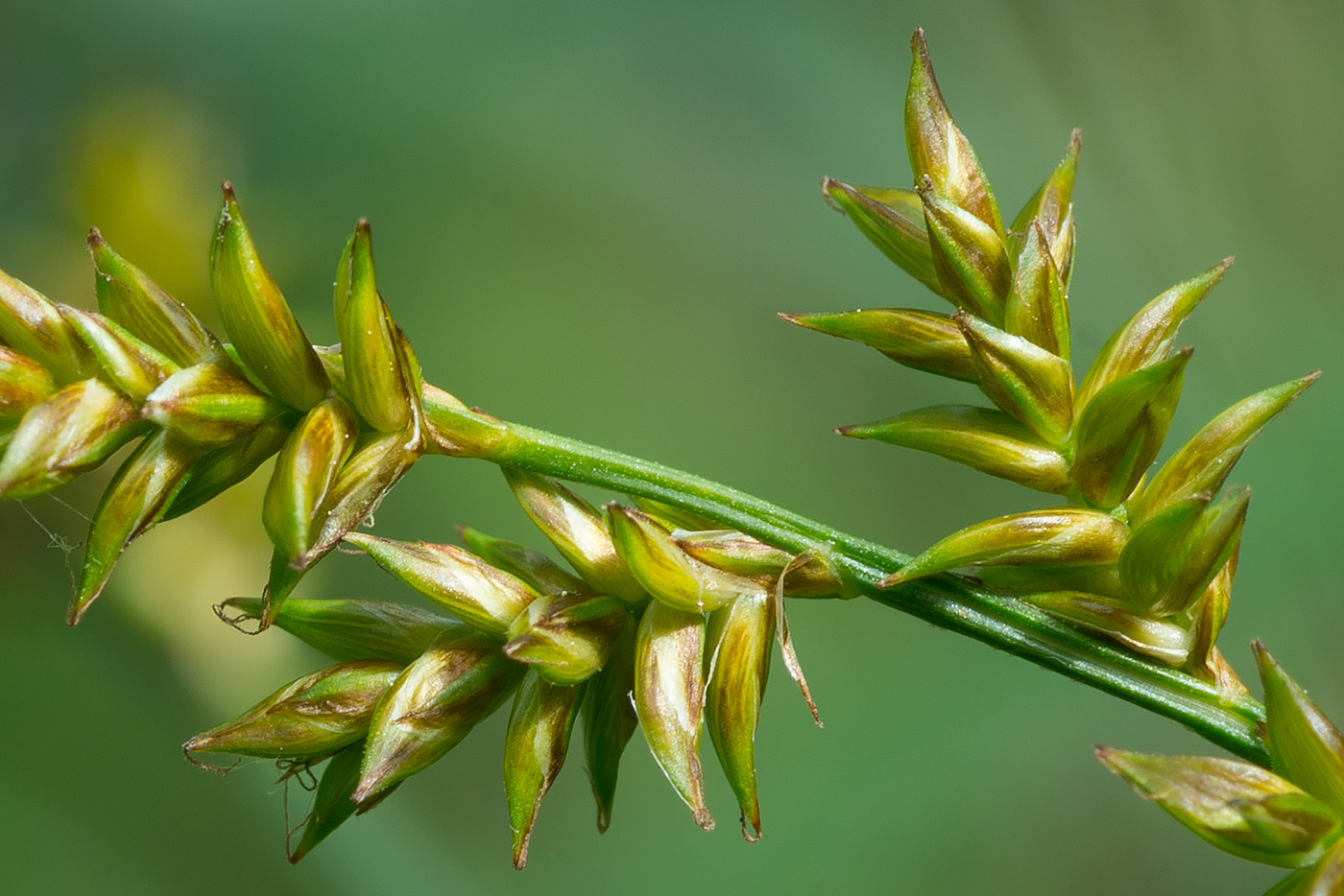 Image of Carex elongata specimen.